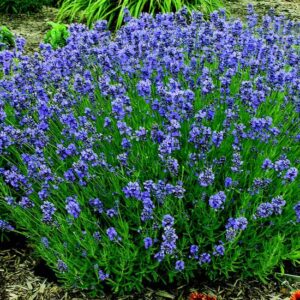 The Best Herbs to Grow for Gardens in the North Image